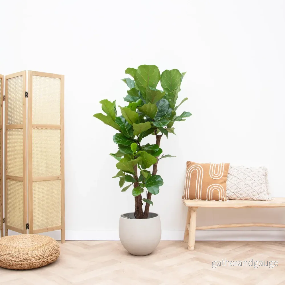 Ficus Lyrata vertakt XL - 200cm - ø32 - Bild 2