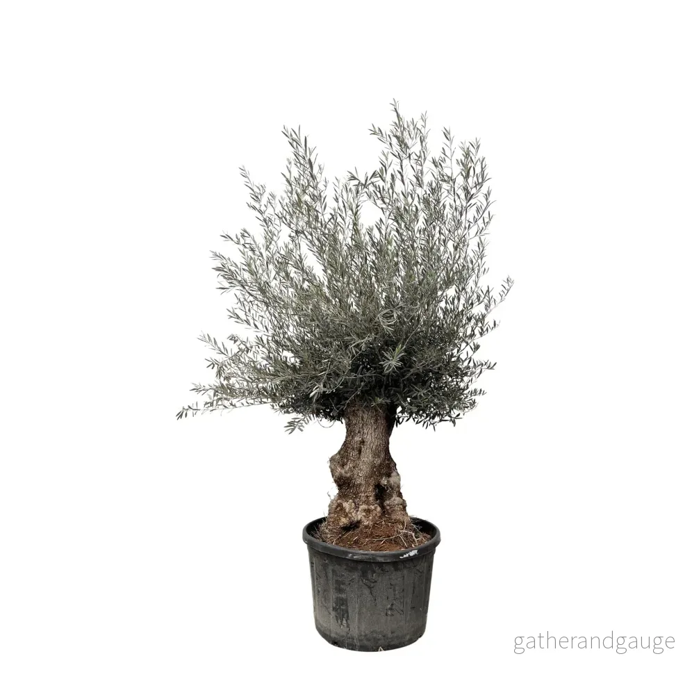 Olea Europaea Bonsai – 225cm – Ø80 Olea Europaea Bonsai – 225cm – Ø80