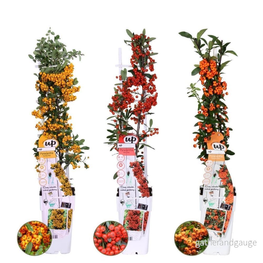3 x Pyracantha coccinea mix - Bild 2