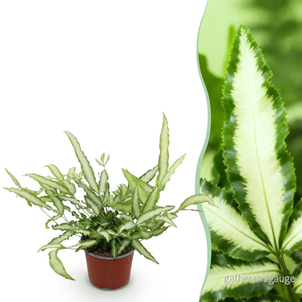 Pteris Ormbunke - Bild 2