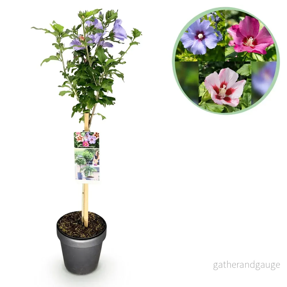 Althea (Hibiscus syriacus) 'Tricolour' - Bild 2