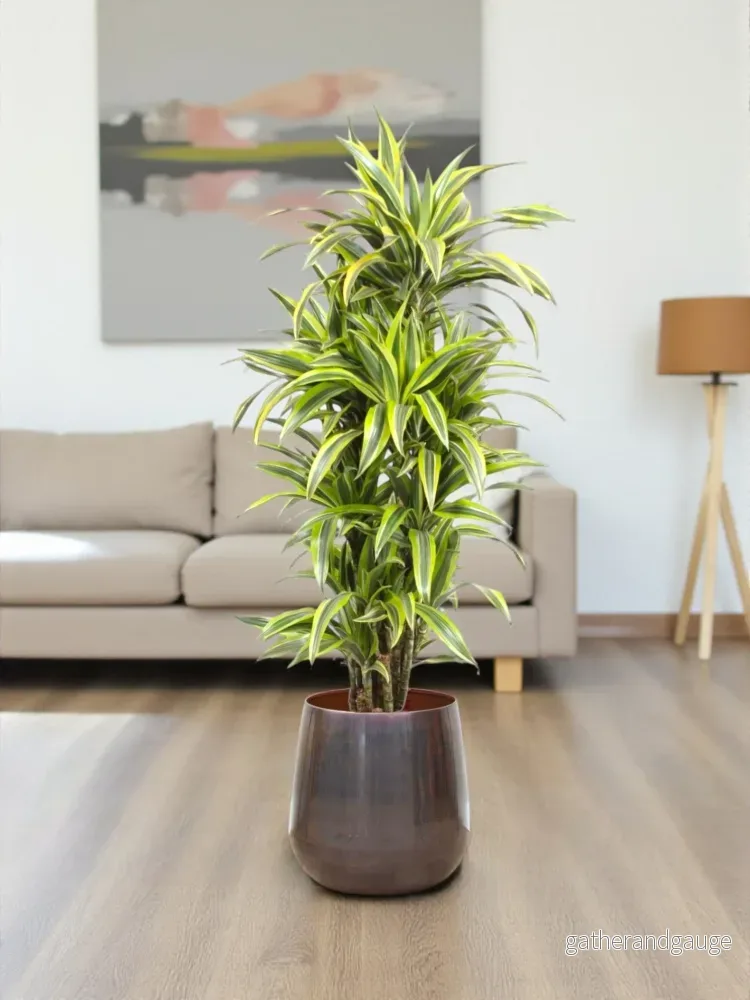 Dracaena citronlime Dracaena citronlime