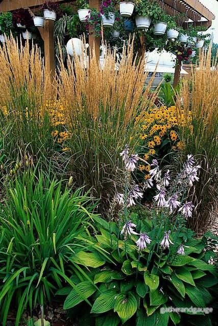 Calamagrostis Akutflora (Calamagrostis x acutiflora) 'Karl Foerster' - Bild 3