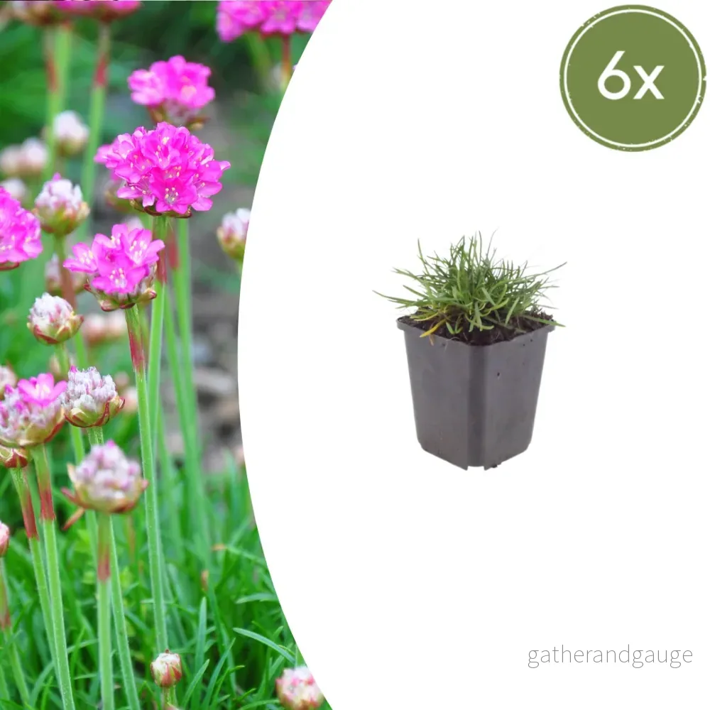 Spansk Gräs (Armeria Maritima) 'Splendens' - Bild 2