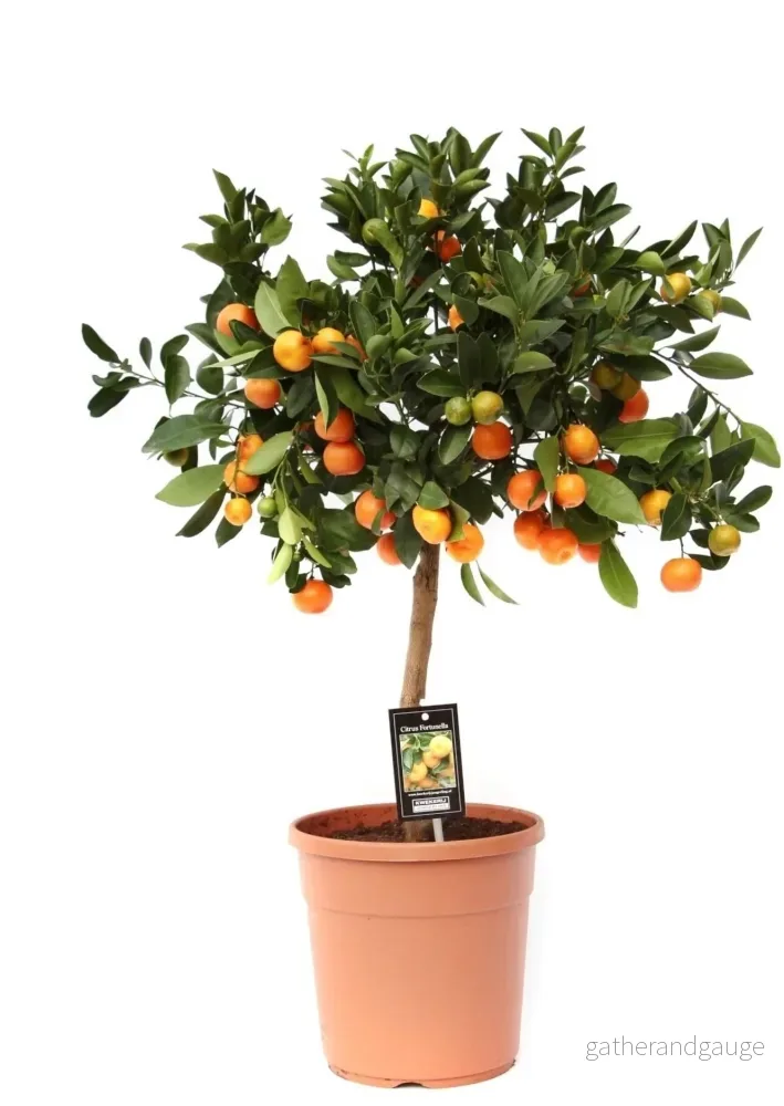 Citrus Calamondin - Bild 3