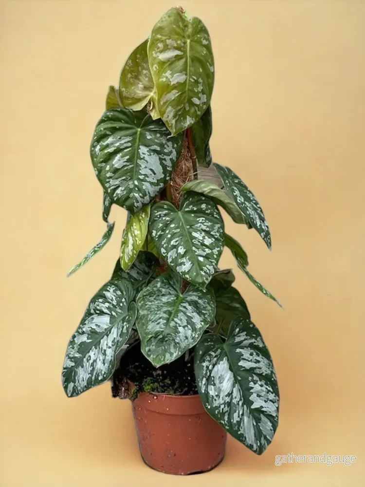 Philodendron Brandtianum Vild Form Philodendron Brandtianum Vild Form