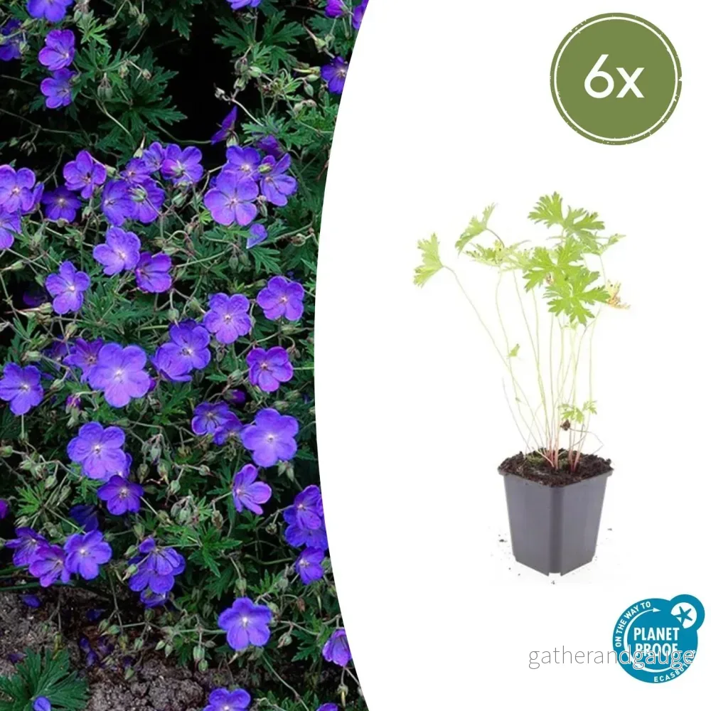 Storkäx Vivace (Geranium) 'Johnson's Blue' - Bild 2