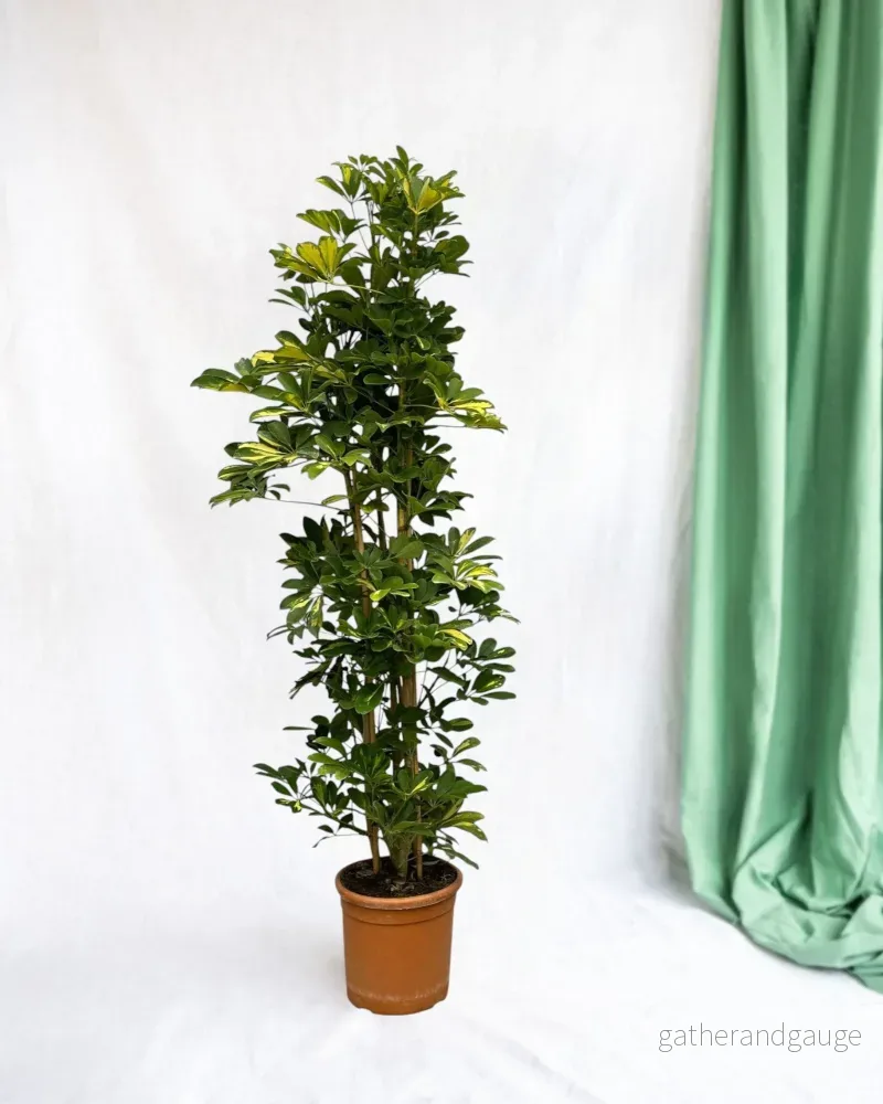 Schefflera Gold Capella Schefflera Gold Capella