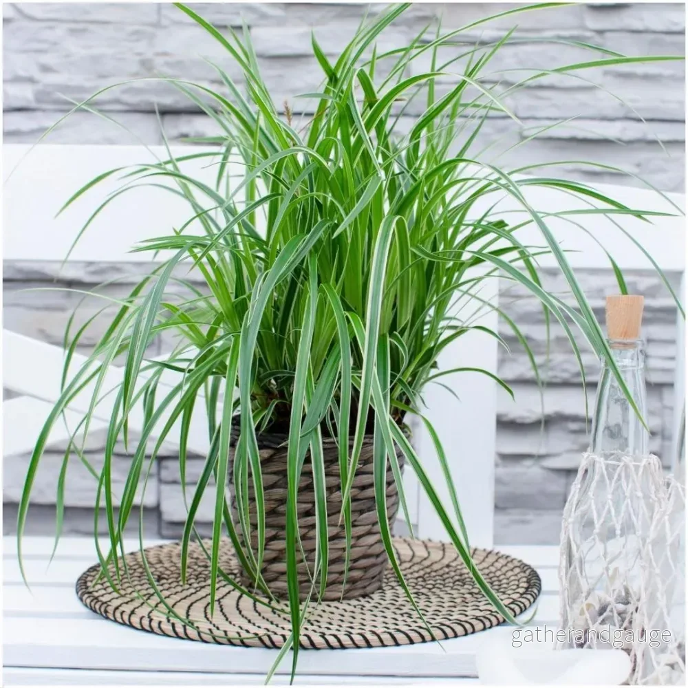 3 x Carex morrowii ’Ice Dance’ 3 x Carex morrowii ’Ice Dance’