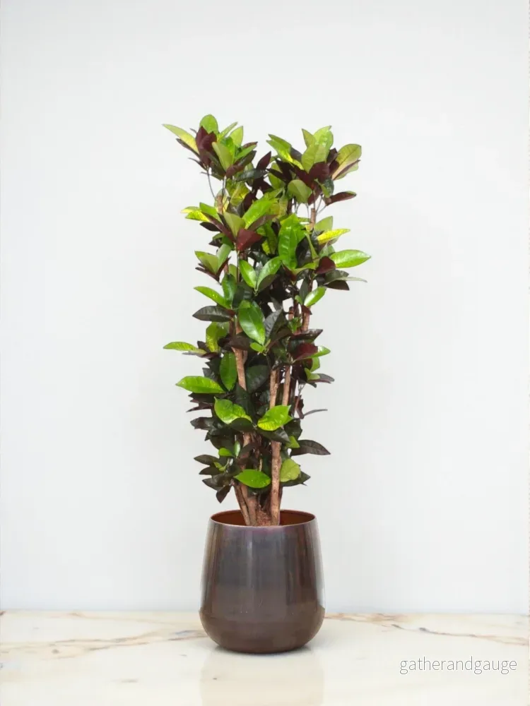 Codiaeum Iceton krysantemum Codiaeum Iceton krysantemum