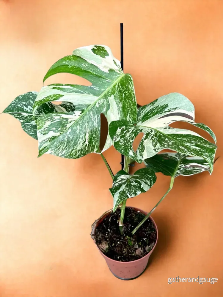 Monstera Deliciosa Variegata Monstera Deliciosa Variegata