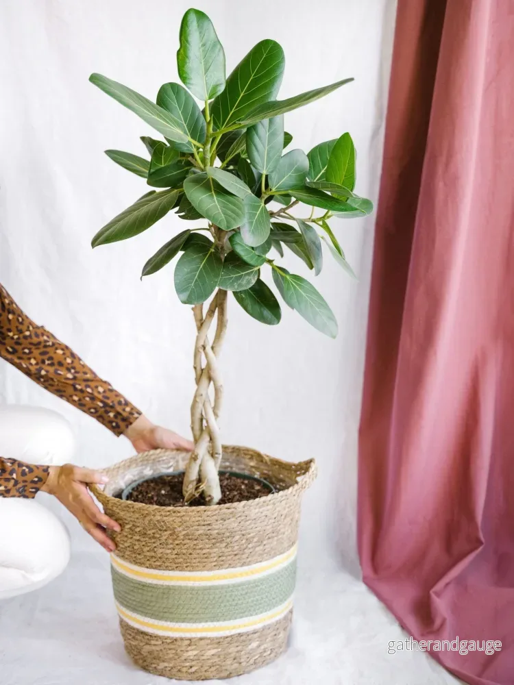 Ficus Benghalensis Audrey Ficus Benghalensis Audrey
