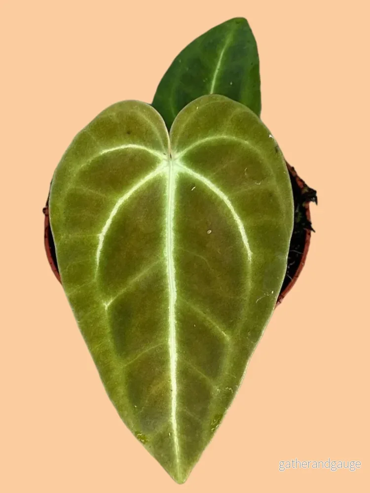 Anthurium Regale Anthurium Regale