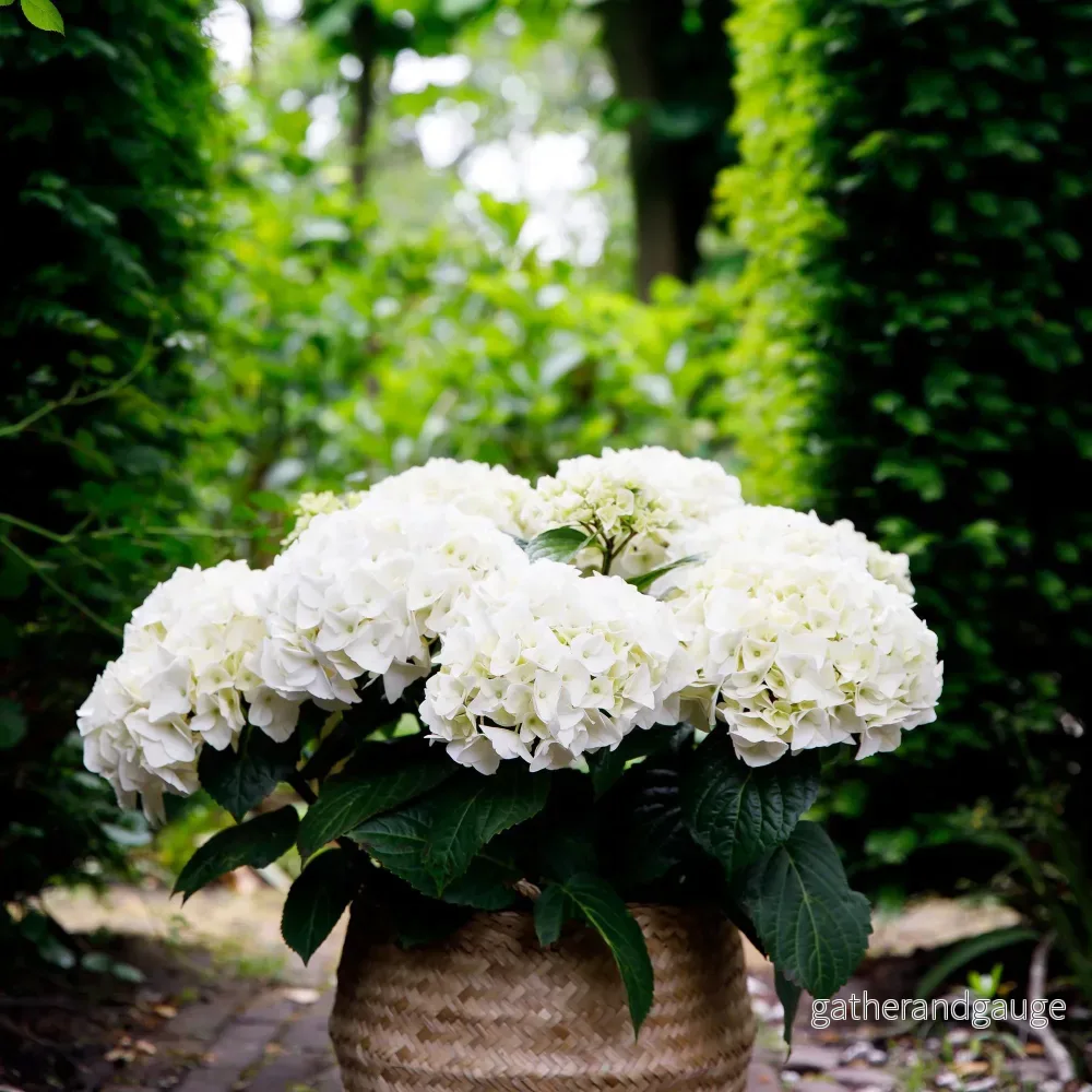 Hortensia (Hydrangea Macrophylla) ’Forever & Ever’ Hortensia (Hydrangea Macrophylla) ’Forever & Ever’