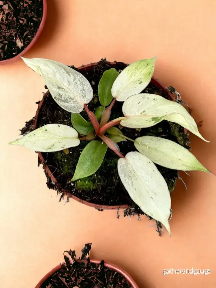 Philodendron Snowdrift Philodendron Snowdrift