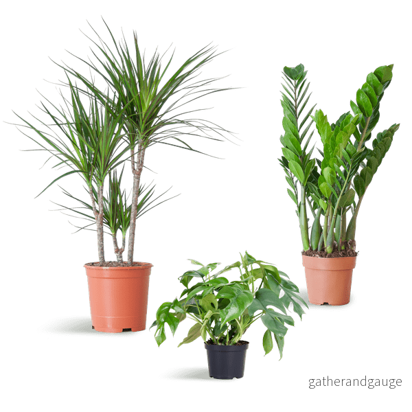 🌿 Paket – Växter för skuggiga hörn (x3) - Bild 2