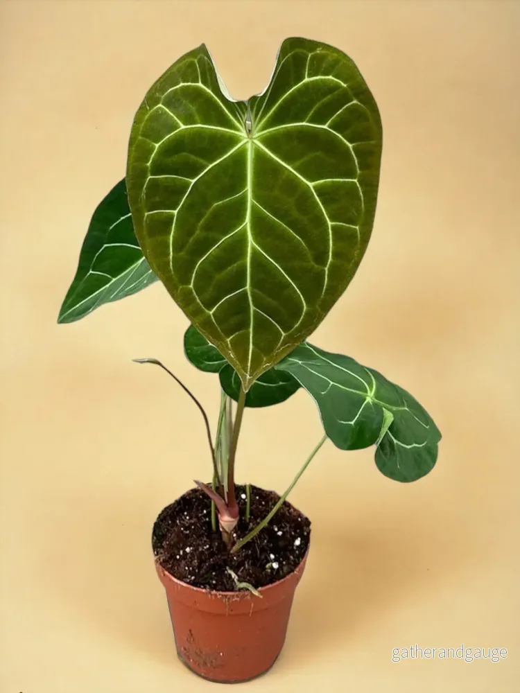 Anthurium Magnificum Anthurium Magnificum