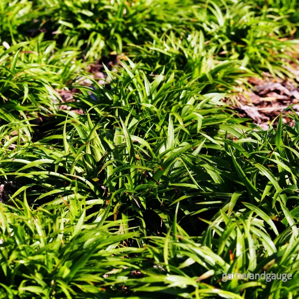 Luzula skogslupin (Luzula sylvatica) ’Luzula sylvatica’
