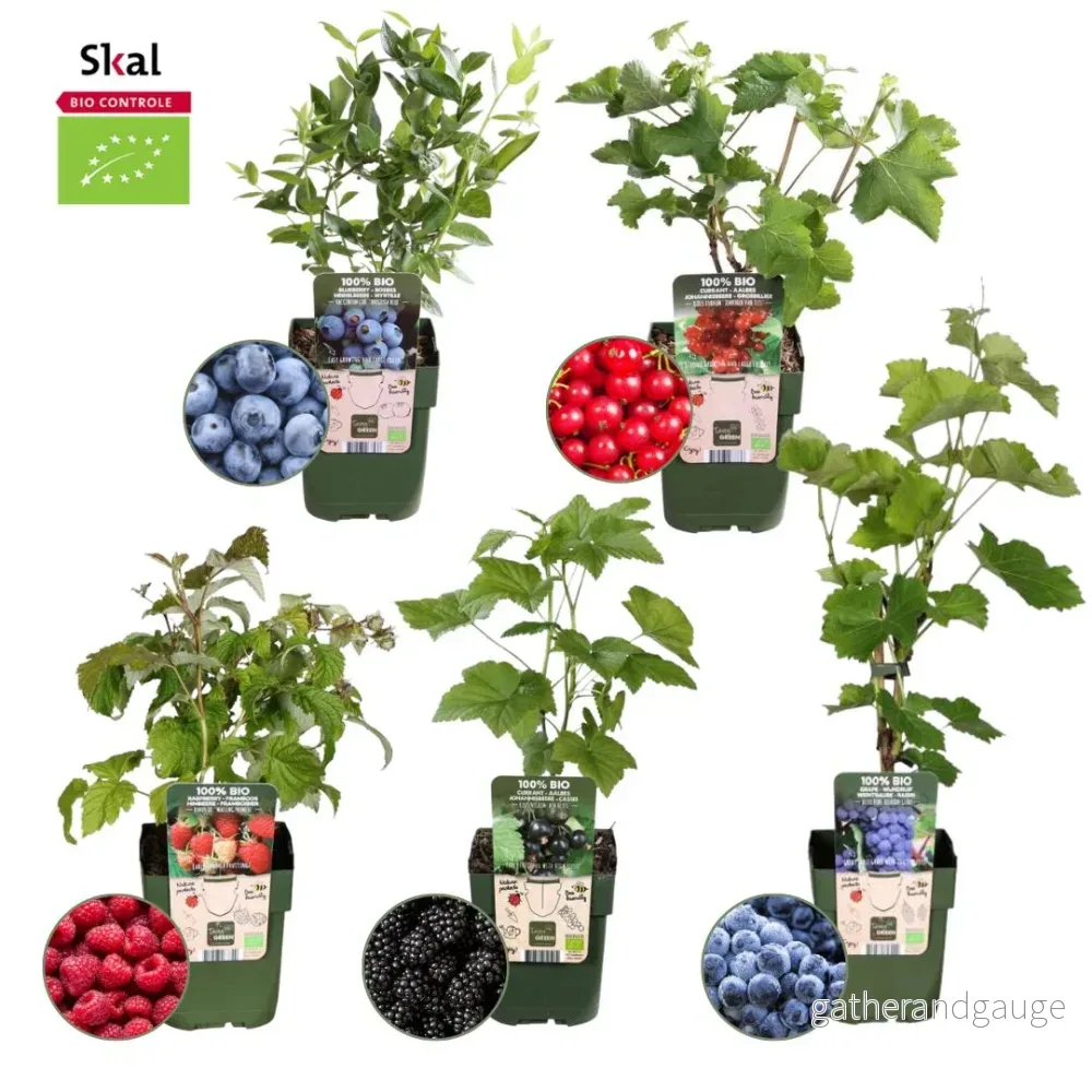 Ekologisk set med 5 fruktväxter - Bild 2