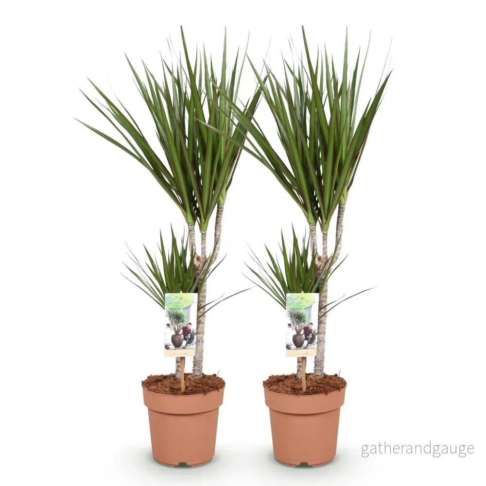 Dracaena Marginata – 2-pack – Höjd 70-80 cm - Bild 3