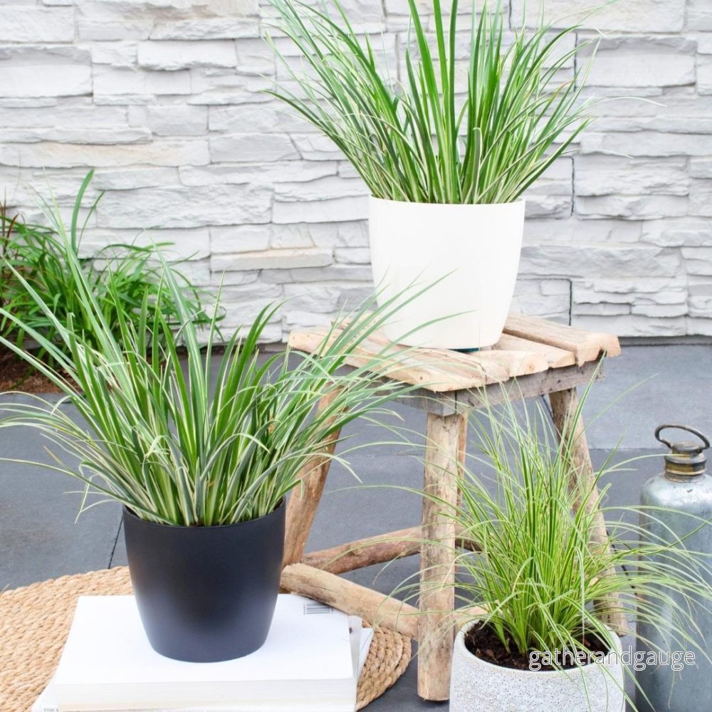 Set med 3 st Acorus gramineus 'Argenteostriatus' - Bild 3