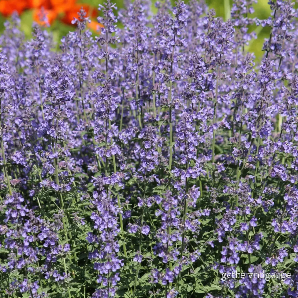 Katost (Nepeta) ’Grol’ Katost (Nepeta) ’Grol’