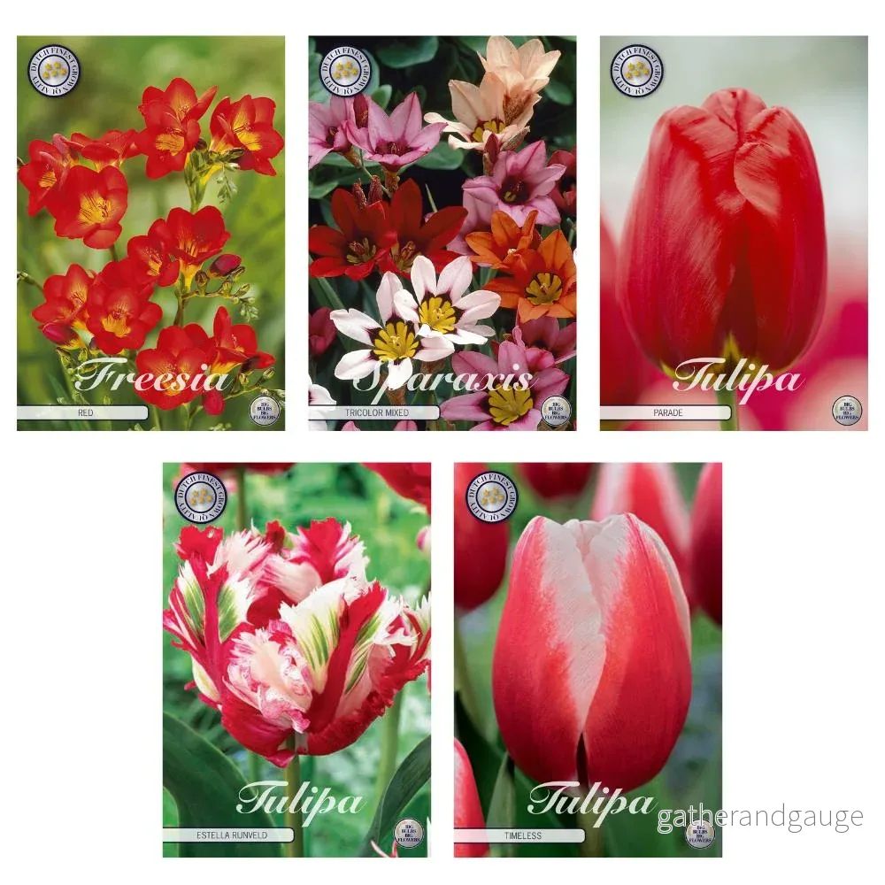Blandning av lökar: 15 freesia, 20 sparaxis, 24 tulpaner