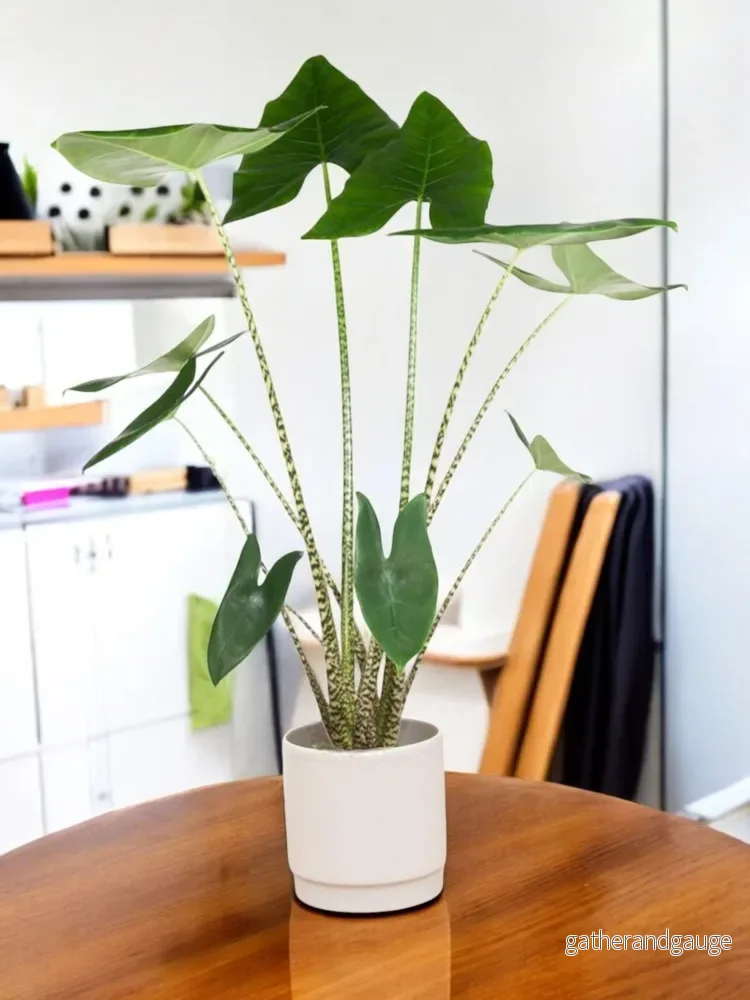 Alocasia Zebrina Alocasia Zebrina