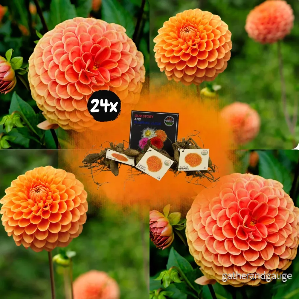 Dahlia Ralphie boll – Box med 24 glödlampor Dahlia Ralphie boll – Box med 24 glödlampor