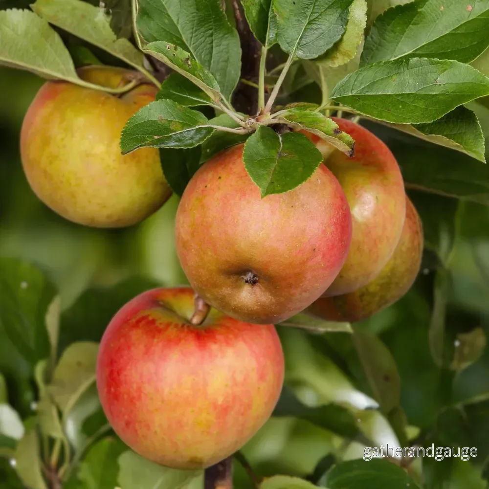 Äppelträd (Malus Domestica) ’Elstar’