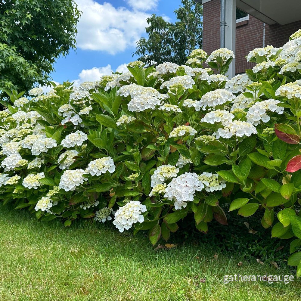 Hortensia (Hydrangea Macrophylla) 'Blanc' - Vit trädgårdshortensia - Bild 3