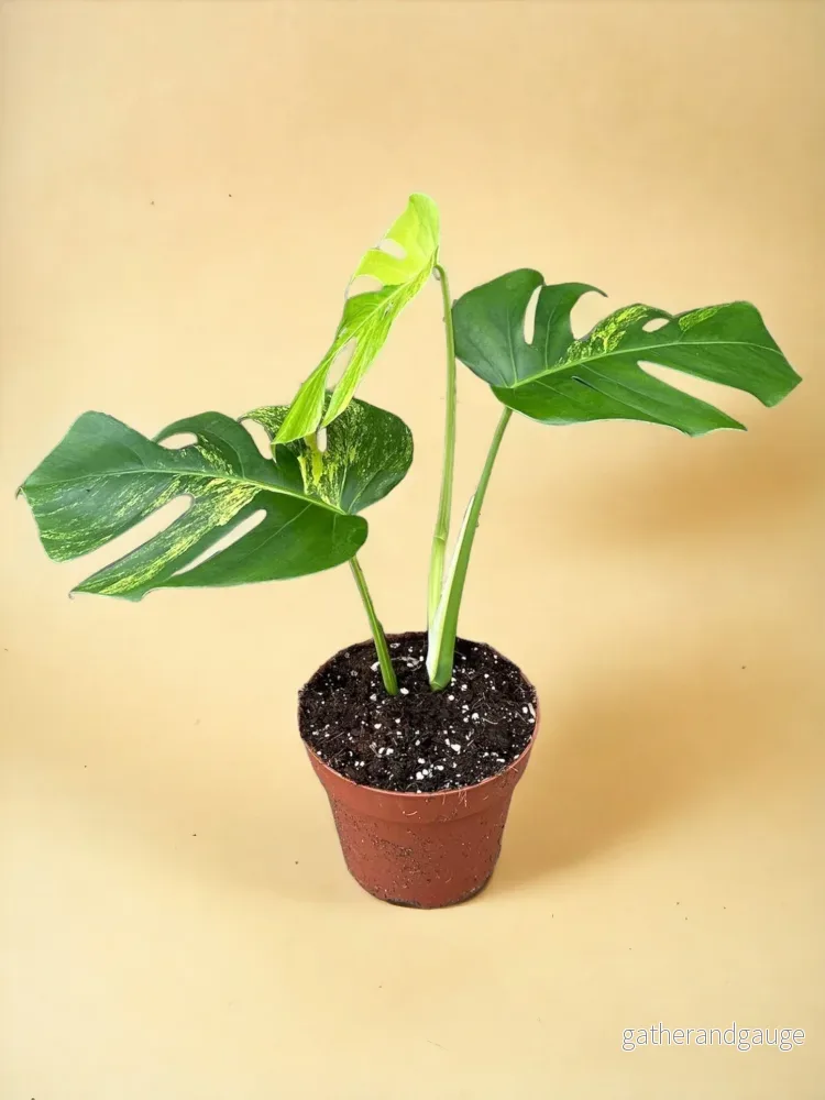 Monstera Deliciosa Aurea Monstera Deliciosa Aurea