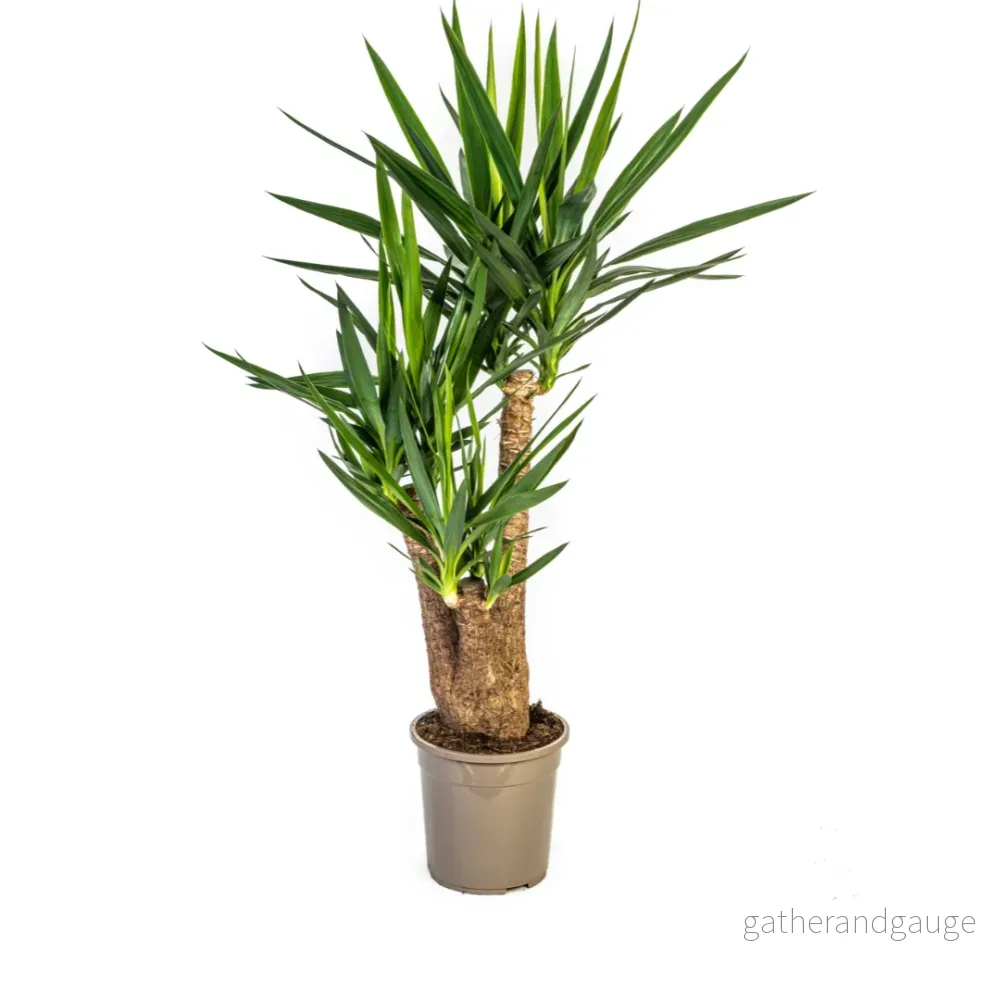 Yucca Elephantipes Vertakt Ø24cm – ↕80-100cm