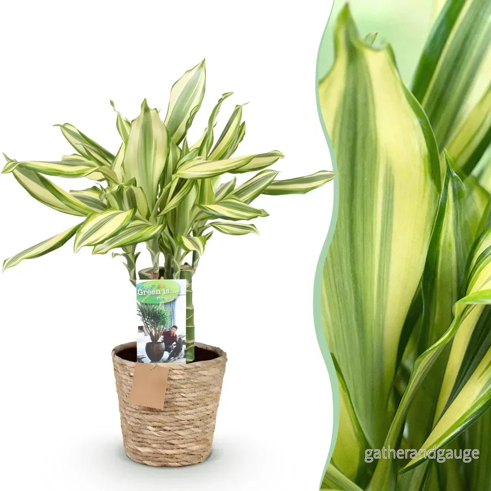 Dracaena Diamond Dream och korg - Bild 2