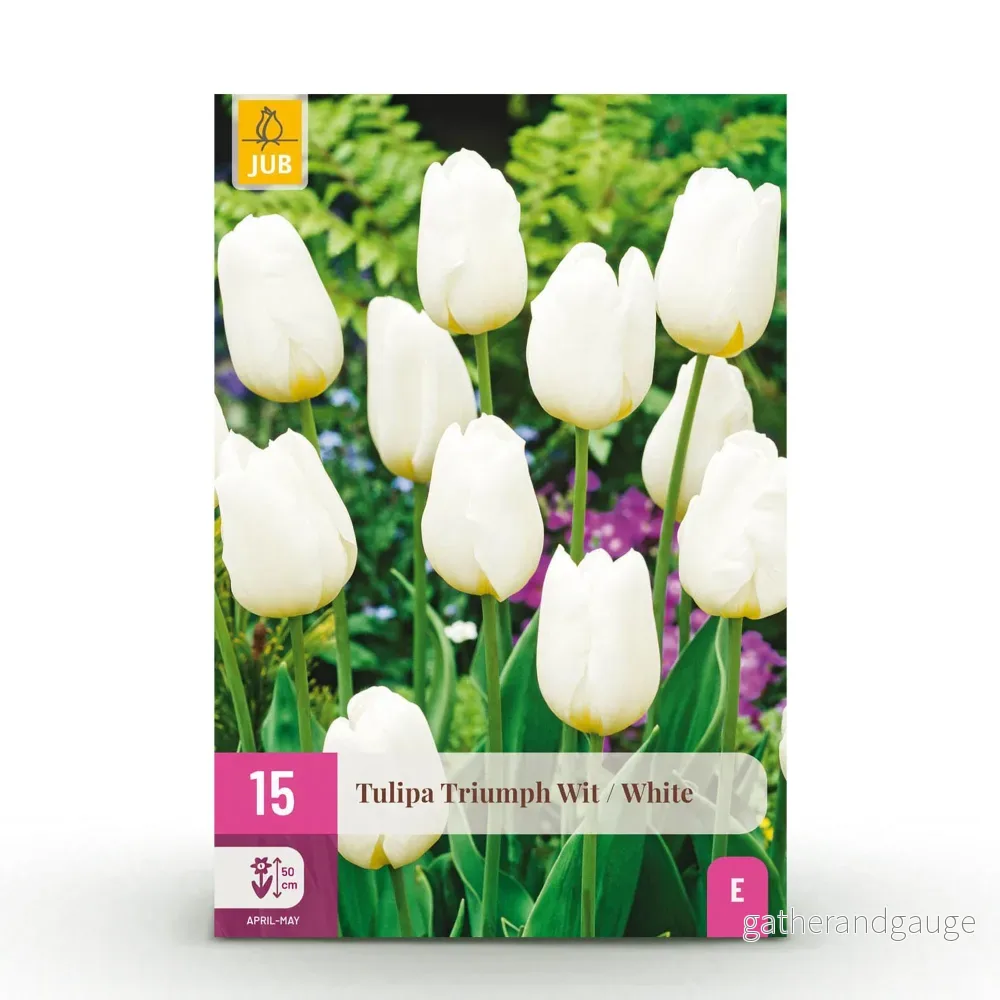 Green boutiQ – Bloembollen – Tulp Triumph White – Kleur Wit – 15 stuks – Bolmaat 11/12 – XXL Pack