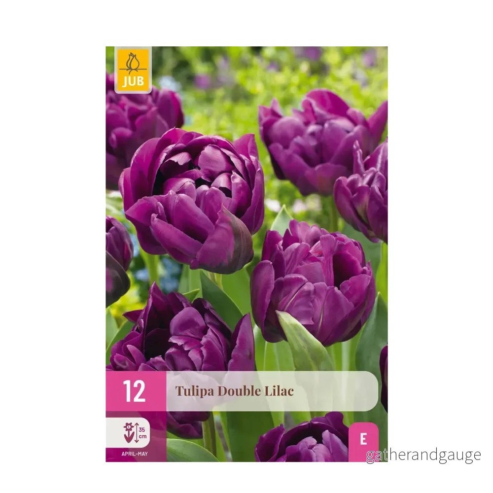Green boutiQ – Bloembollen – Tulp Double Lilac – Kleur Paars – 12 stuks – Bolmaat 11/12 – XXL Pack