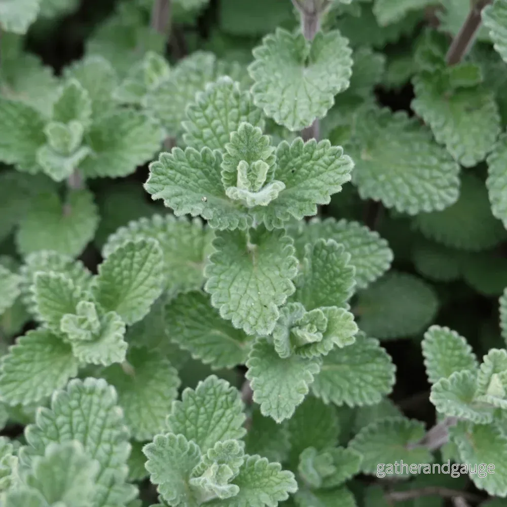 Liten Kalament (Calamintha Nepeta) 'Nepeta'