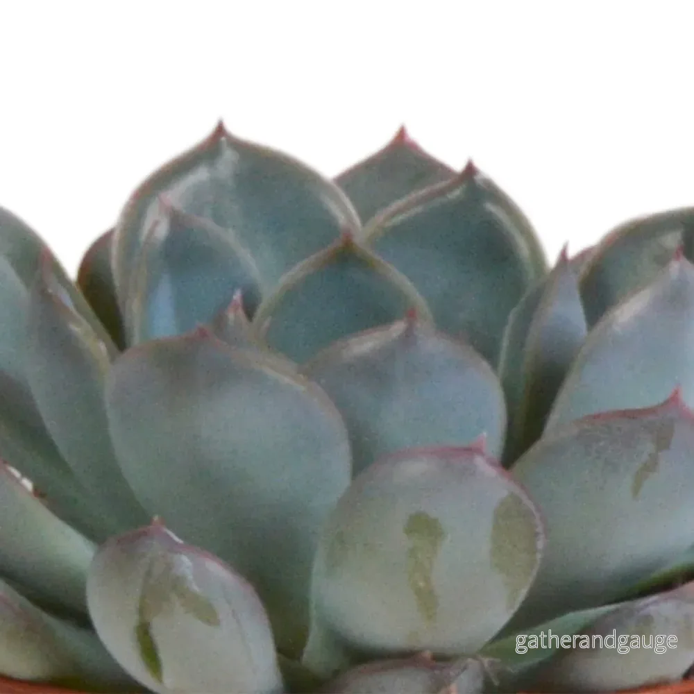 Trio av Echeveria och deras terrakottakrukor h15cm - Bild 3