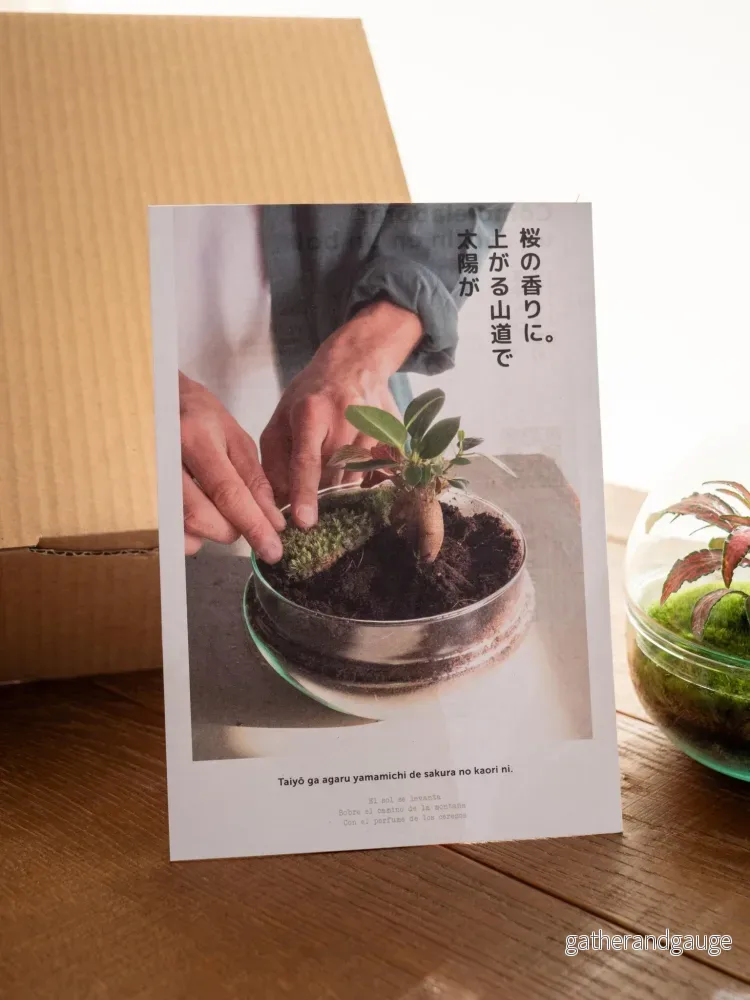 DIY Terrarium Kit - BOHOL - Bild 3