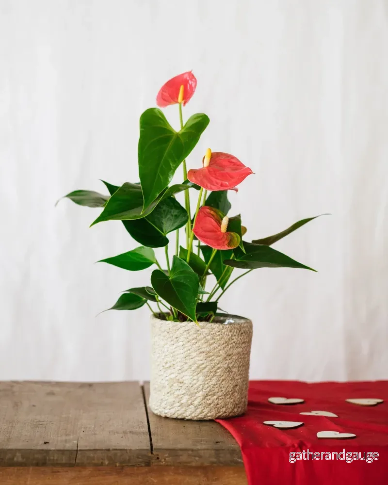 Röd Anthurium - Bild 2