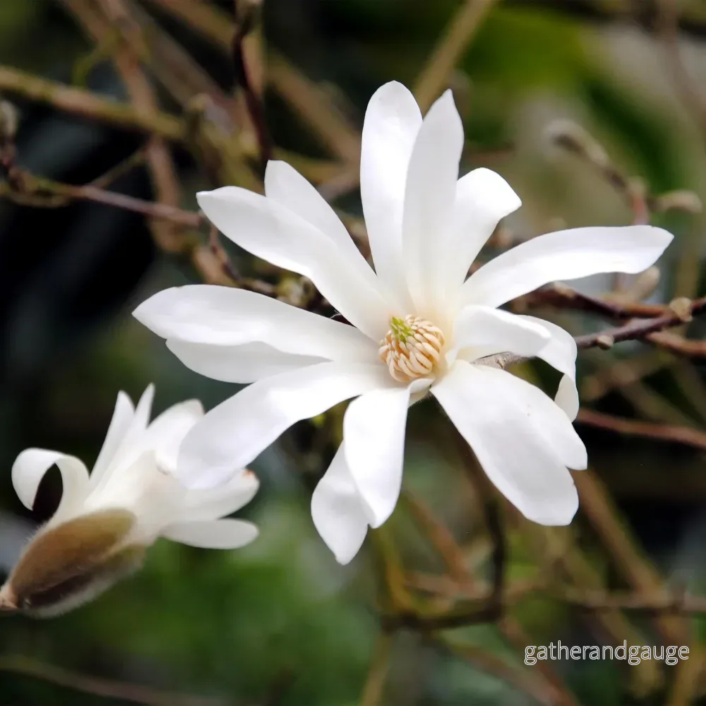 Stjärnmagnolia (Magnolia stellata) 'Stellata'
