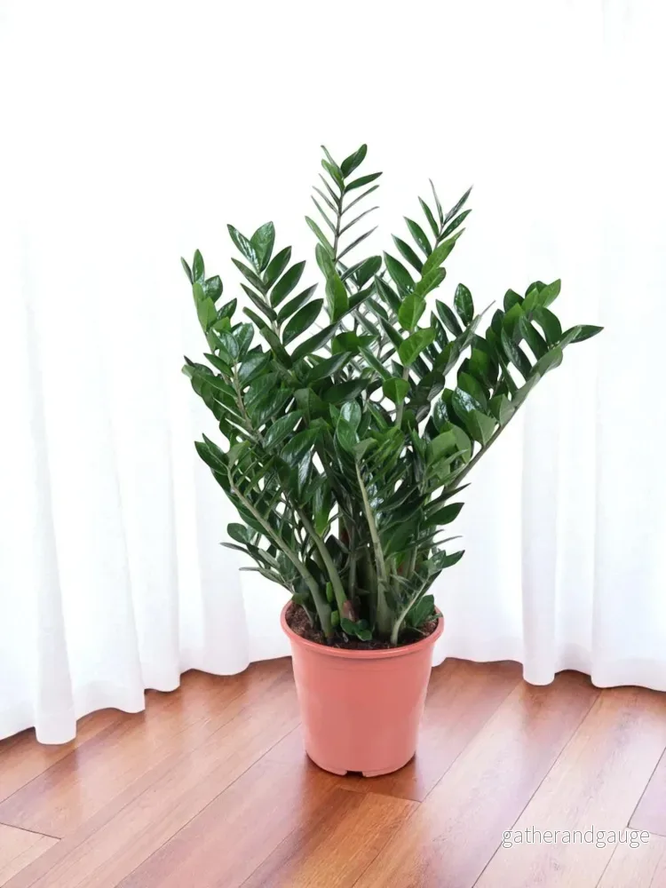Zamioculcas Zamiifolia Zamioculcas Zamiifolia