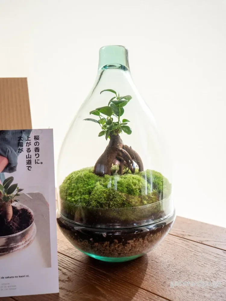 DIY Terrarium Kit - CORTICA - Bild 2
