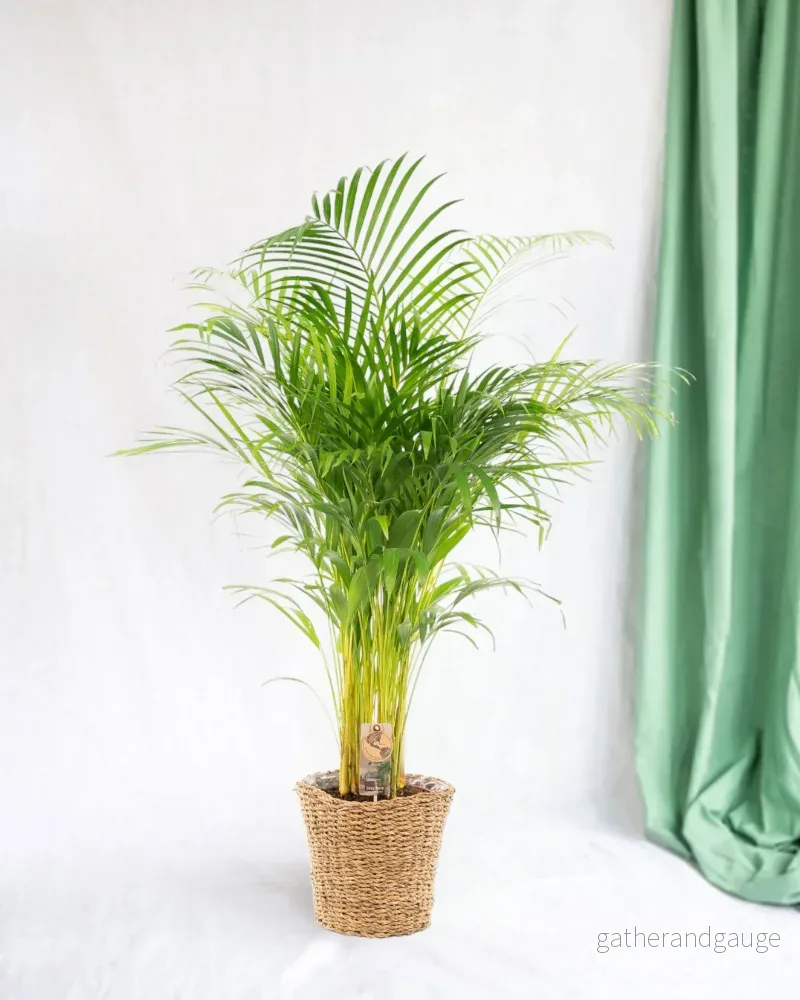 Stor Areca Palm och dess kruka Stor Areca Palm och dess kruka