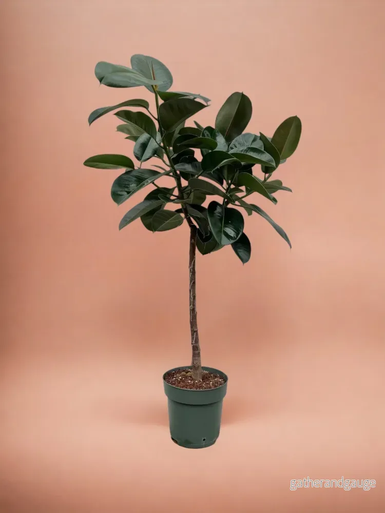 Ficus Elastica Robusta stam - 130 cm - ø24 - Bild 3