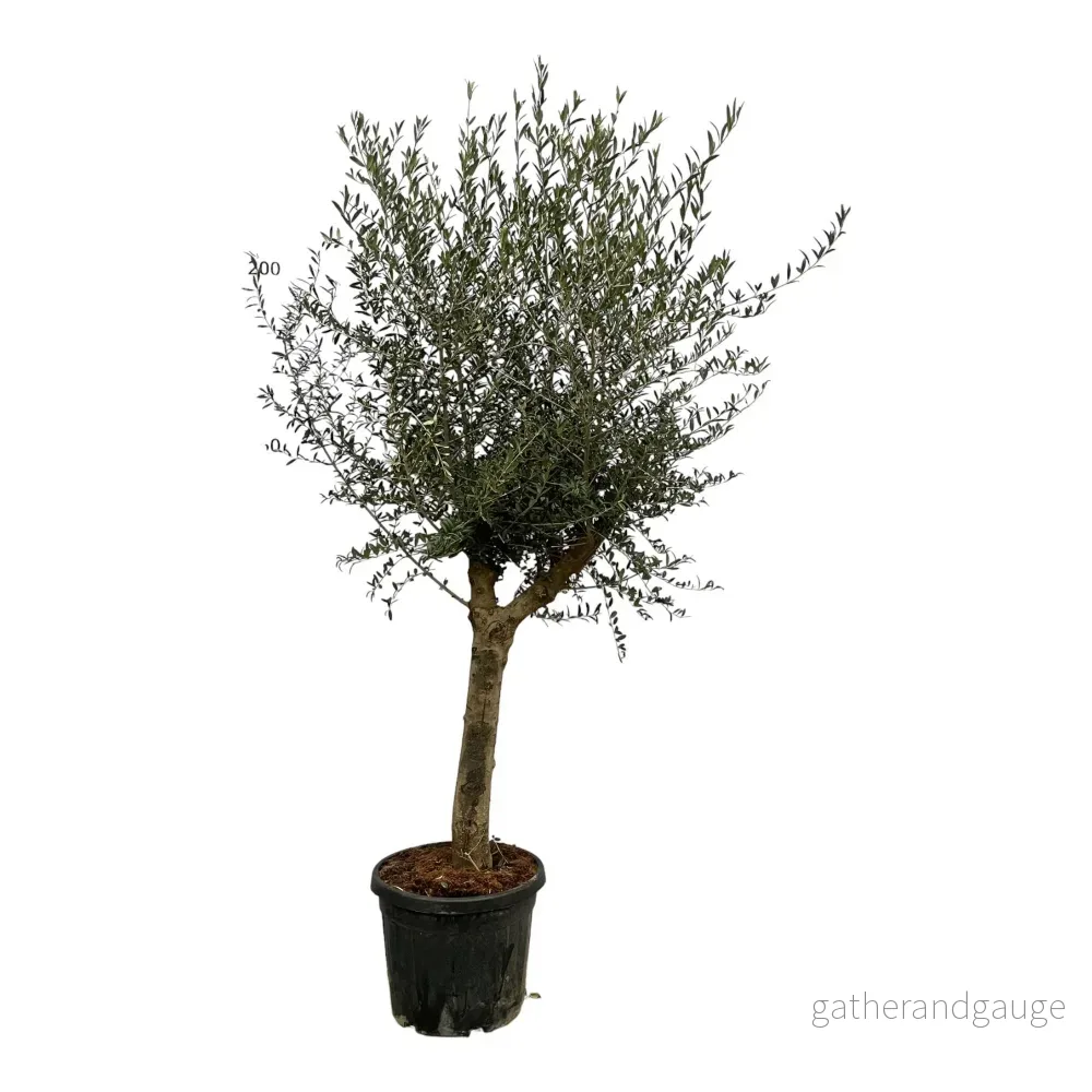 Olea Lorc – 220 cm – Ø45cm Olea Lorc – 220 cm – Ø45cm