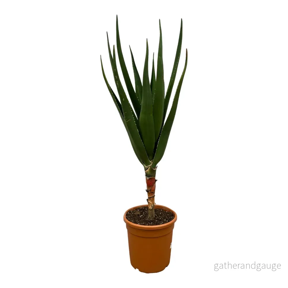 Aloë Barberae – 140 cm – Ø30cm