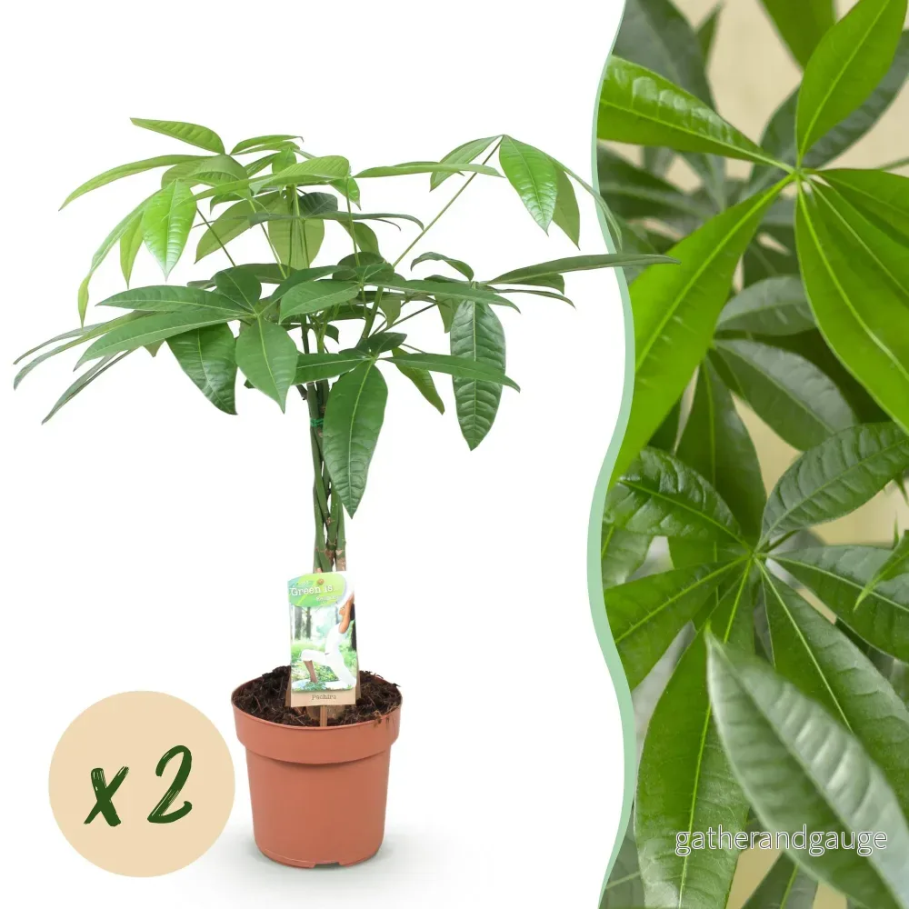 Pachira Aquatica flätad stam – Set om 2 – Kruka 17 cm - Bild 2