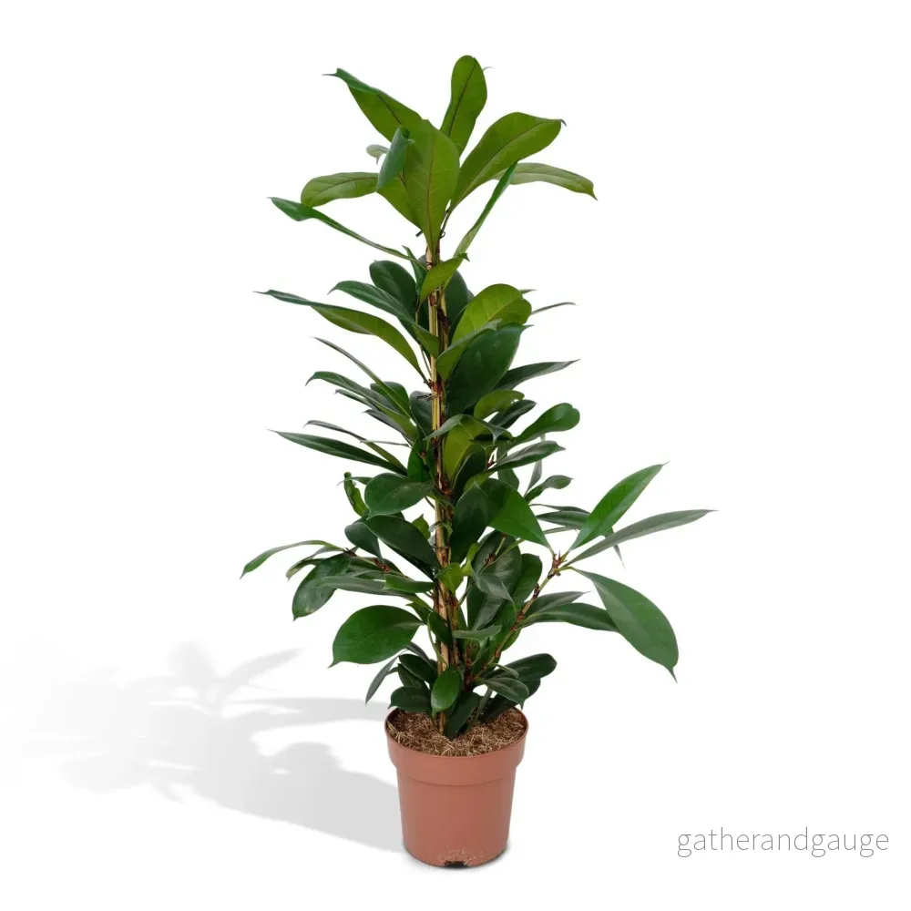 Ficus Cyathistipula h30cm - Bild 2