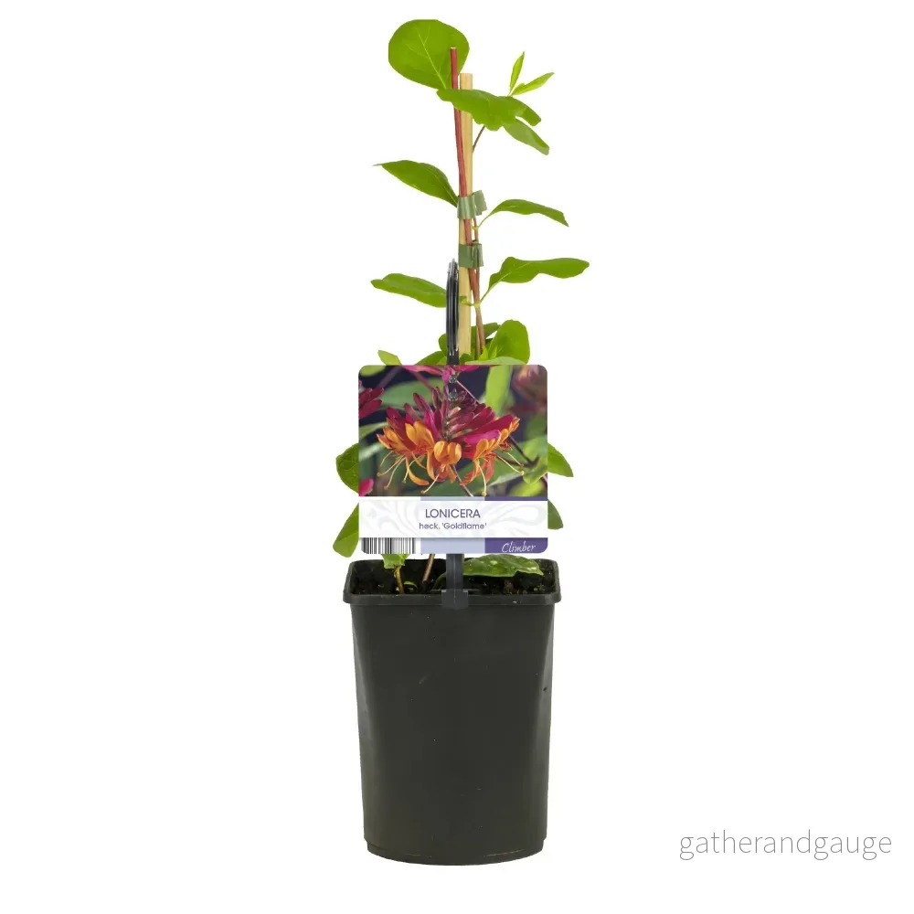 Kaprifolium (Lonicera x Heckrottii) 'Goldflame' - Bild 3
